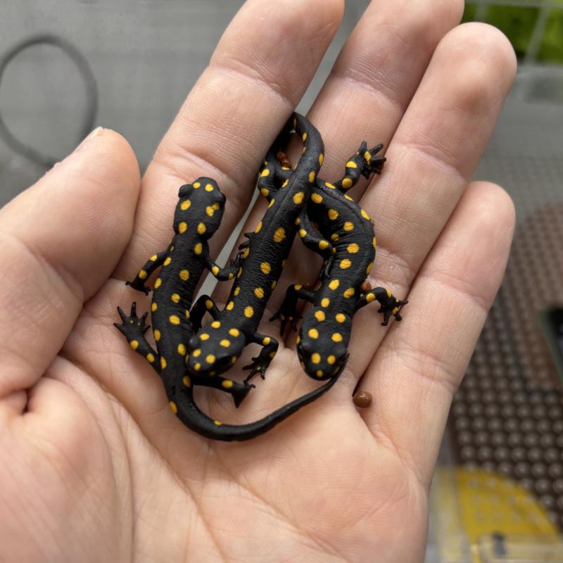 ストラウヒツエイモリ 2020CB