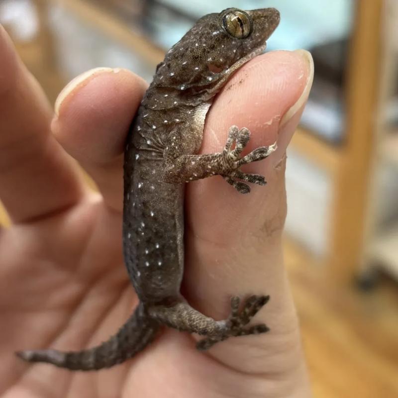 NATURE'S （ネイチャーズ） | 爬虫類専門店