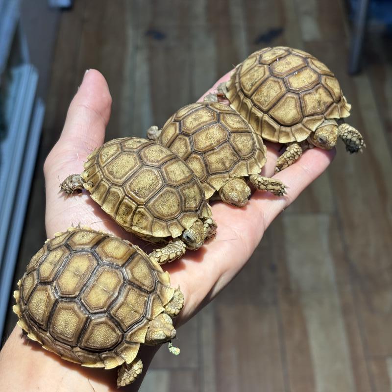 NATURE'S （ネイチャーズ） | 爬虫類専門店