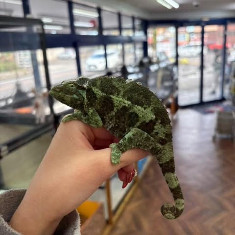 NATURE'S （ネイチャーズ） | 爬虫類専門店