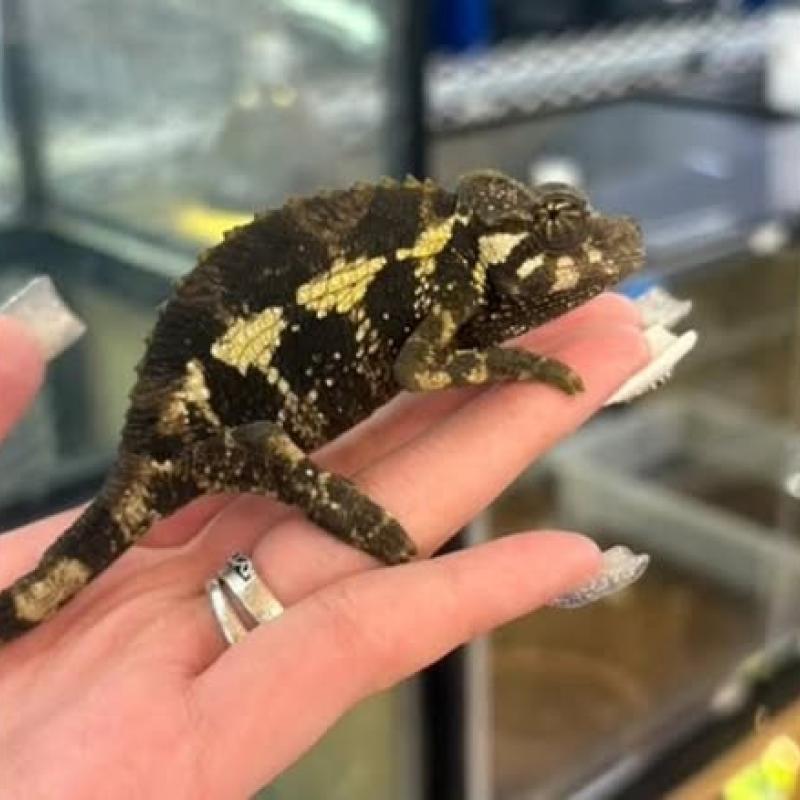 NATURE'S （ネイチャーズ） | 爬虫類専門店